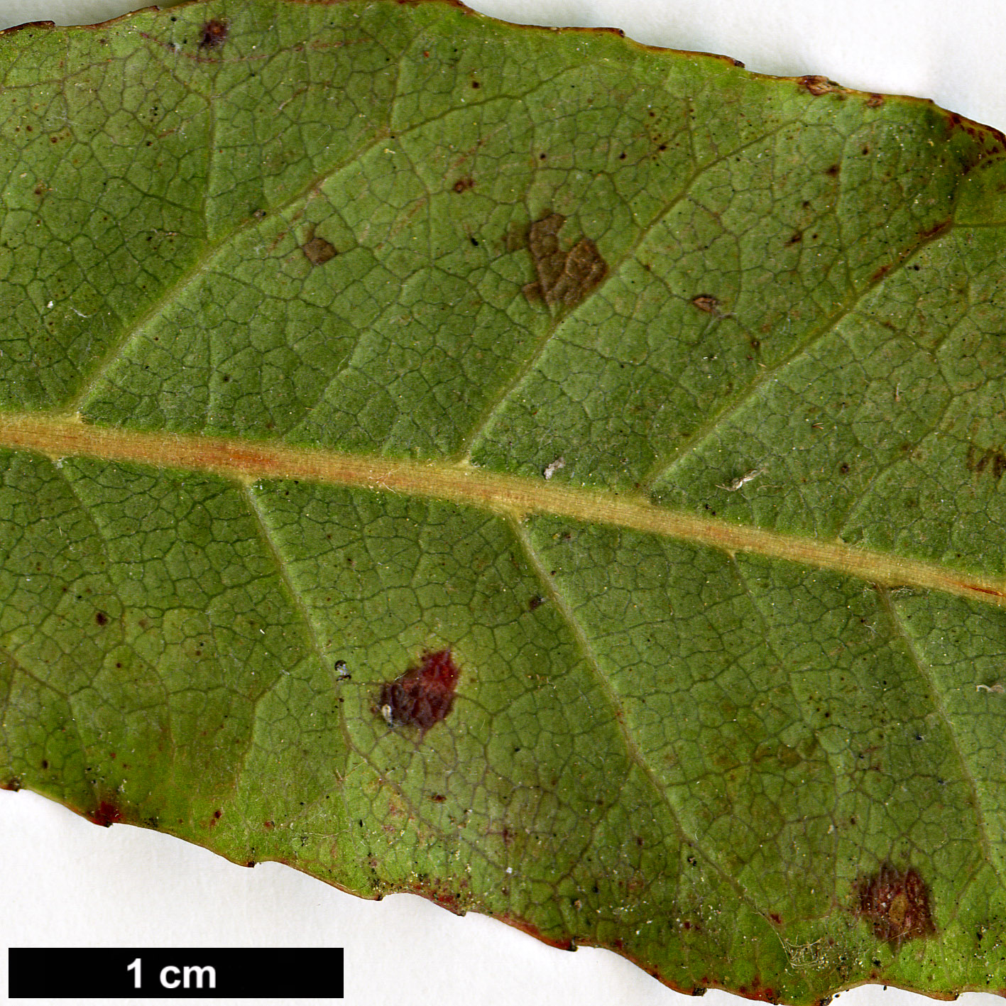 High resolution image: Family: Elaeocarpaceae - Genus: Elaeocarpus - Taxon: reticulatus